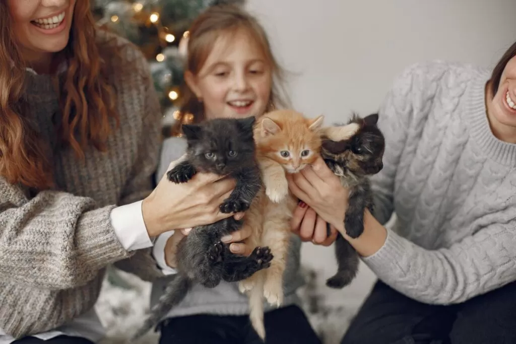socializar cães e gatos