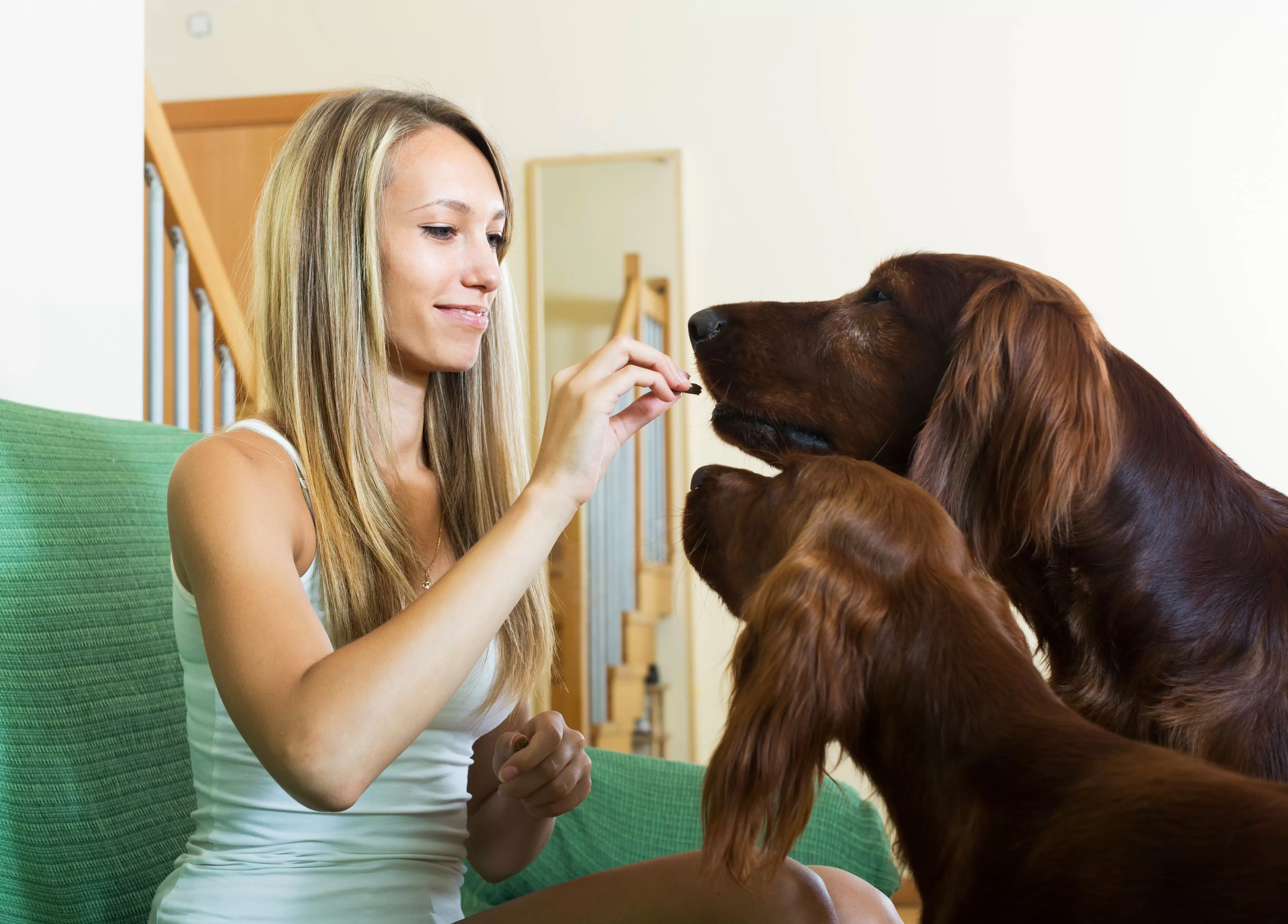 tecnicas de reforco positivo para pets